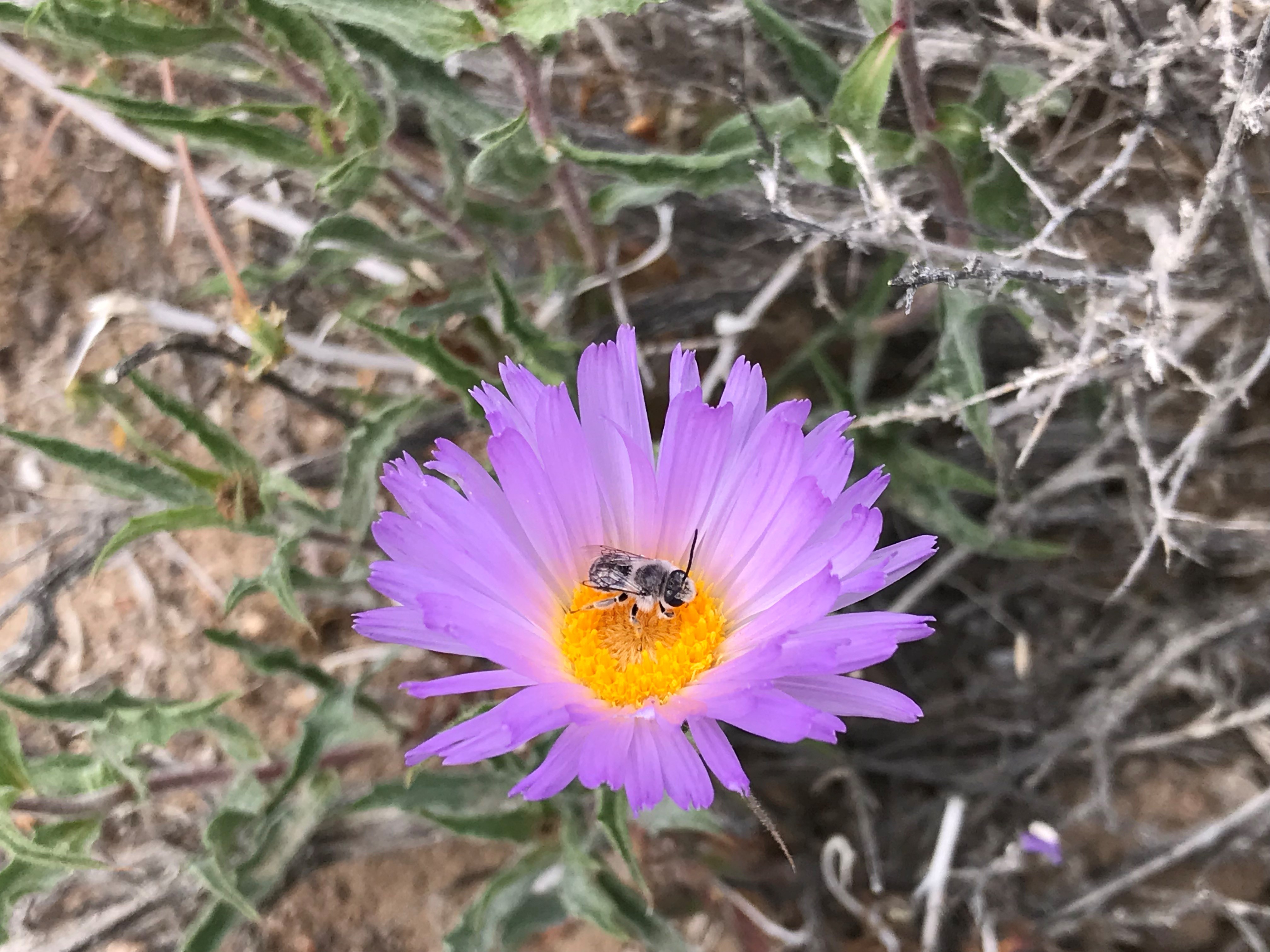 Weeds_and_Bees_Native_Bee_on_Native_Aster.jpg