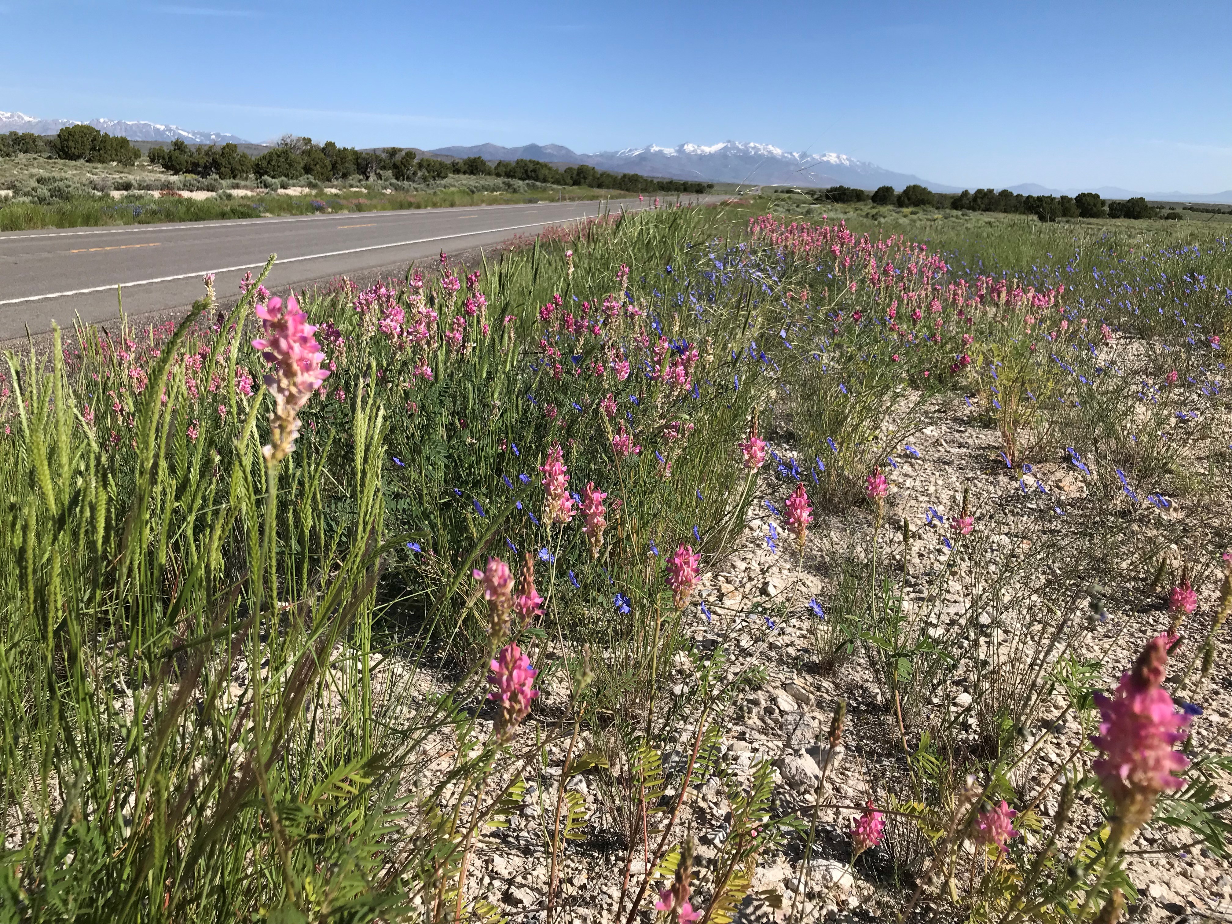 Weeds_and_Bees_Roadside_corridor_pollinator_habitat.jpg